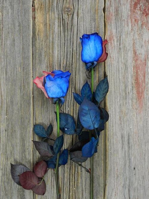BLUE & RED  TINTED ROSES